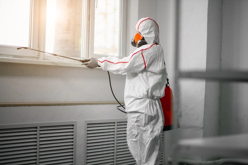 Professional mold remediation services in Ash Fork, AZ